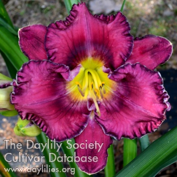 Daylily Purple Impressions